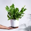 Cobra Fern Plant