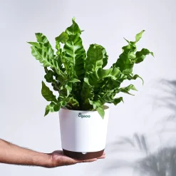 Cobra Fern Plant