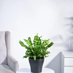 Cobra Fern Plant