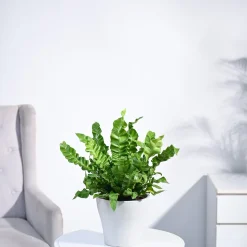Cobra Fern Plant