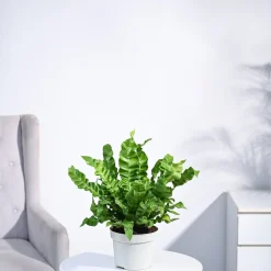 Cobra Fern Plant