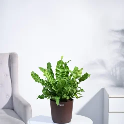 Cobra Fern Plant
