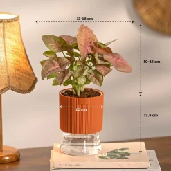 Combo of 4 Plant Set for Office Desk