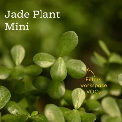 Combo of 4 Stylish Plant Set for Office Desk