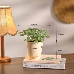 Combo of 4 Stylish Plant Set for Office Desk