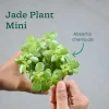 Compact Air-Purifying Plant Combo ( Bundle of 4 )