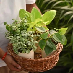 Compact Air-Purifying Plant Combo ( Bundle of 4 )