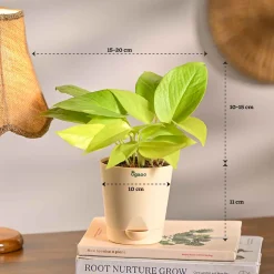 Compact Air-Purifying Plant Combo ( Bundle of 4 )