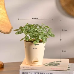 Compact Air-Purifying Plant Combo ( Bundle of 4 )