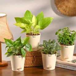 Compact Air-Purifying Plant Combo ( Bundle of 4 )