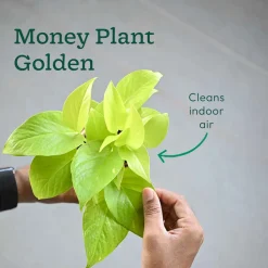 Compact Air-Purifying Plant Combo ( Bundle of 4 )