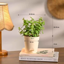 Compact Air-Purifying Plant Combo ( Bundle of 4 )