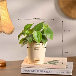 Compact Air-Purifying Plant Combo ( Bundle of 4 )