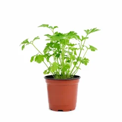 Coriander Seeds