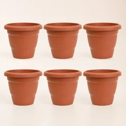 Cosmos Plastic Pot