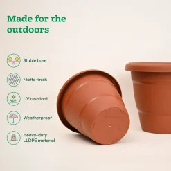 Cosmos Plastic Pot