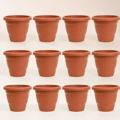 Cosmos Plastic Pot