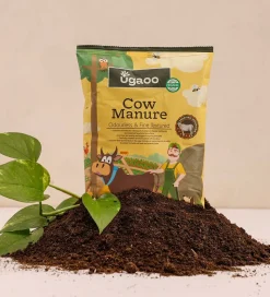 Cow Manure