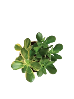 Crassula Ovata Green and Variegated Plant Bouquet
