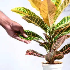 Croton Petra