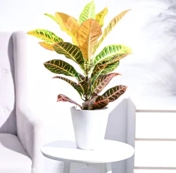 Croton Petra