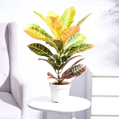 Croton Petra