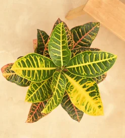 Croton Petra