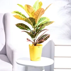 Croton Petra