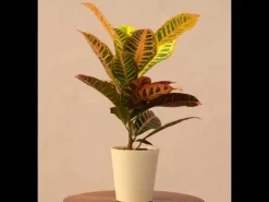 Croton Petra