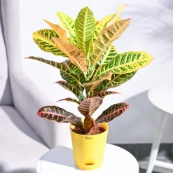 Croton Petra