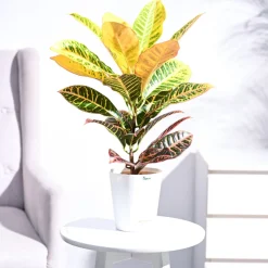 Croton Petra