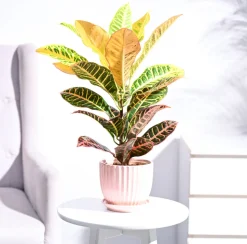 Croton Petra