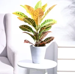 Croton Petra
