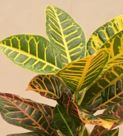 Croton Petra