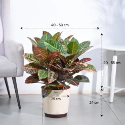 Croton Petra XL
