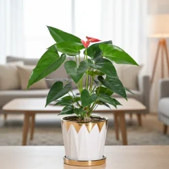 Crown ceramic pot - 5 inch