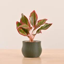 Crown Planter