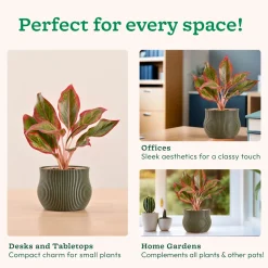 Crown Planter