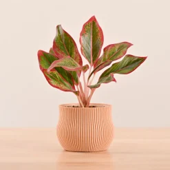 Crown Planter