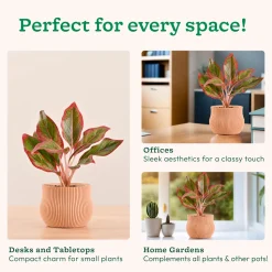 Crown Planter