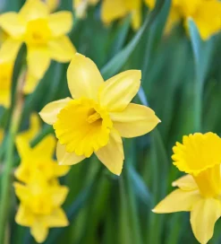 Daffodil Lily Bulbs
