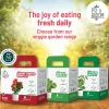 Dahlia Grow Kit