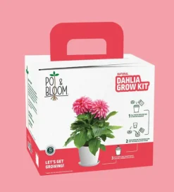 Dahlia Grow Kit