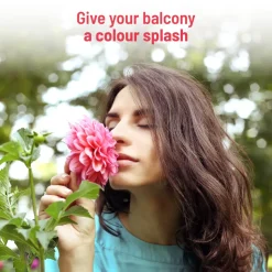 Dahlia Grow Kit