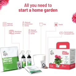 Dahlia Grow Kit
