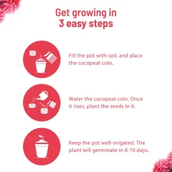 Dahlia Grow Kit