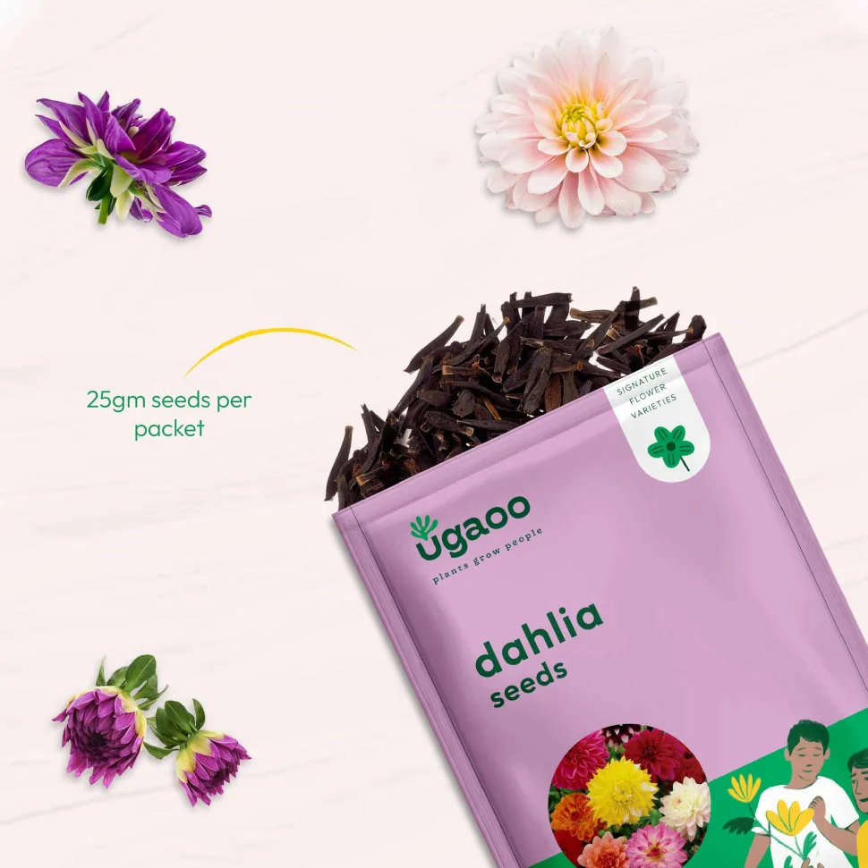 Dahlia Seeds