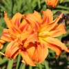 Daily Lily Bulbs