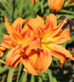 Daily Lily Bulbs