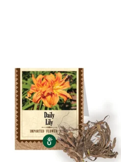 Daily Lily Bulbs